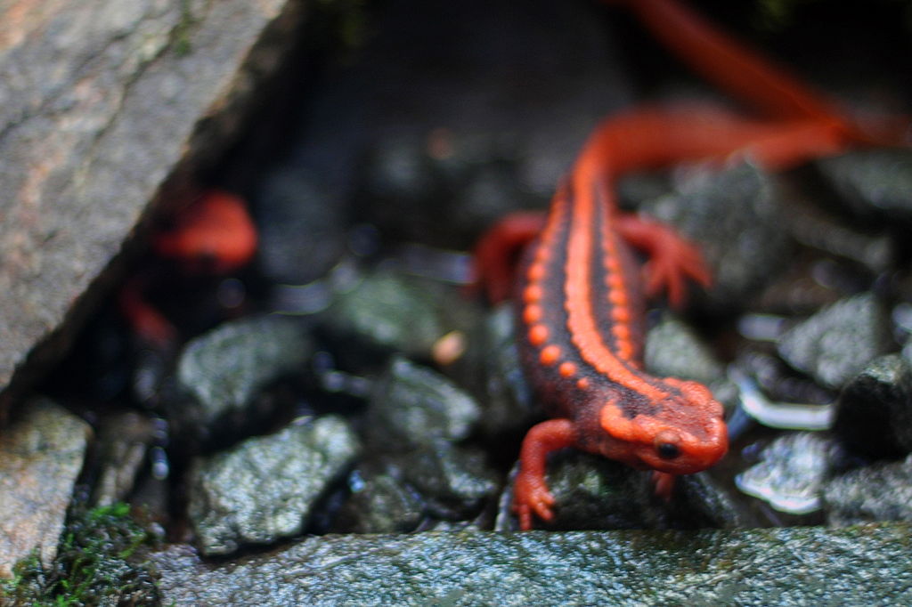 Emporer Newt For Sale,